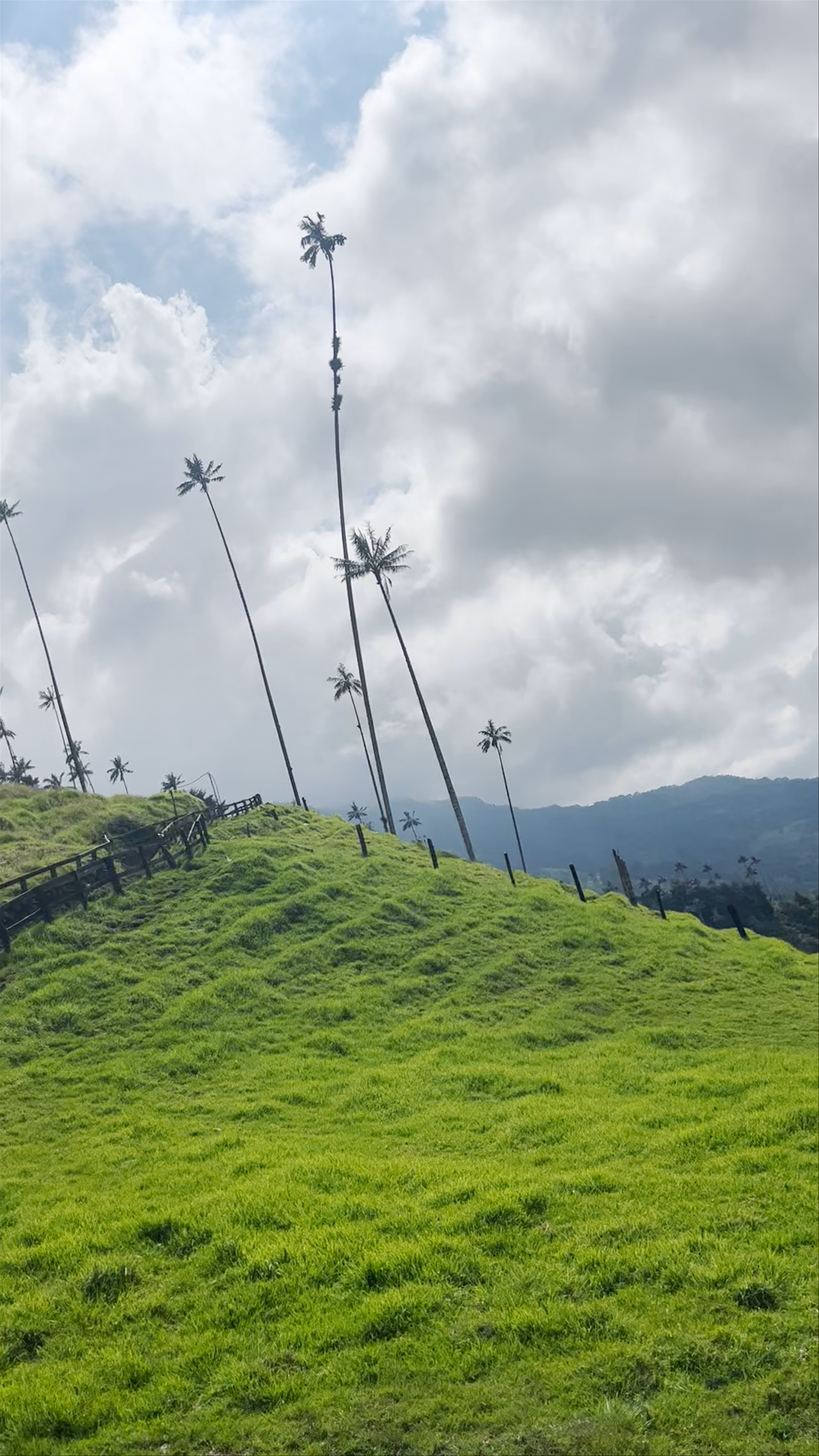 Valle del Cocora