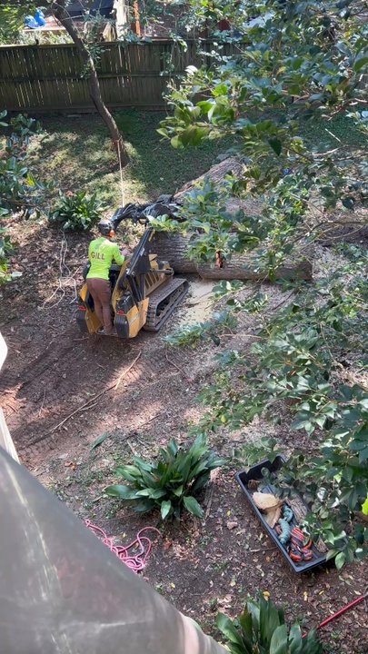 Gill Tree Care - Tree removal in motion... - Tree Services Near Me - Decatur, Georgia