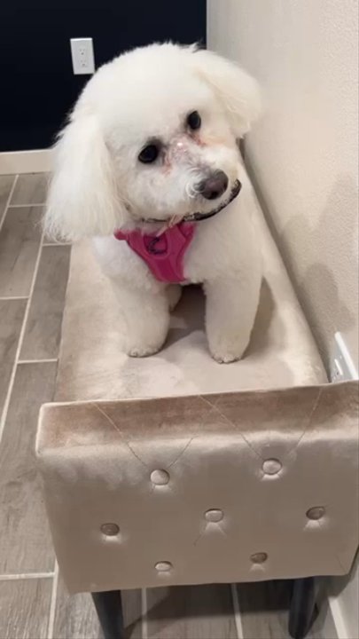 Claws-N-Paws - Very friendly staff and great work. - Pet Groomers Near Me - Salem, Oregon
