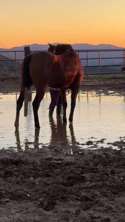 Shamrock T Ranch - Desensitization to puddles from recent rain - Horseback Riding Near Me - Agua Dulce, California