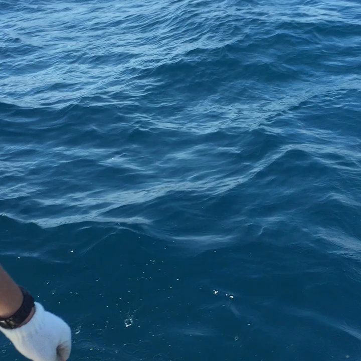 Fairwater Charters - Catching Releasing a big red snapper - Fishing Near Me - Orange Beach, Alabama