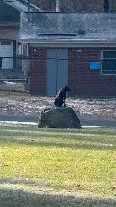 Good Dog Pet Training - Sierra recalling on whistle from 100 yards away. - Pet Training Near Me - Mahwah, New Jersey