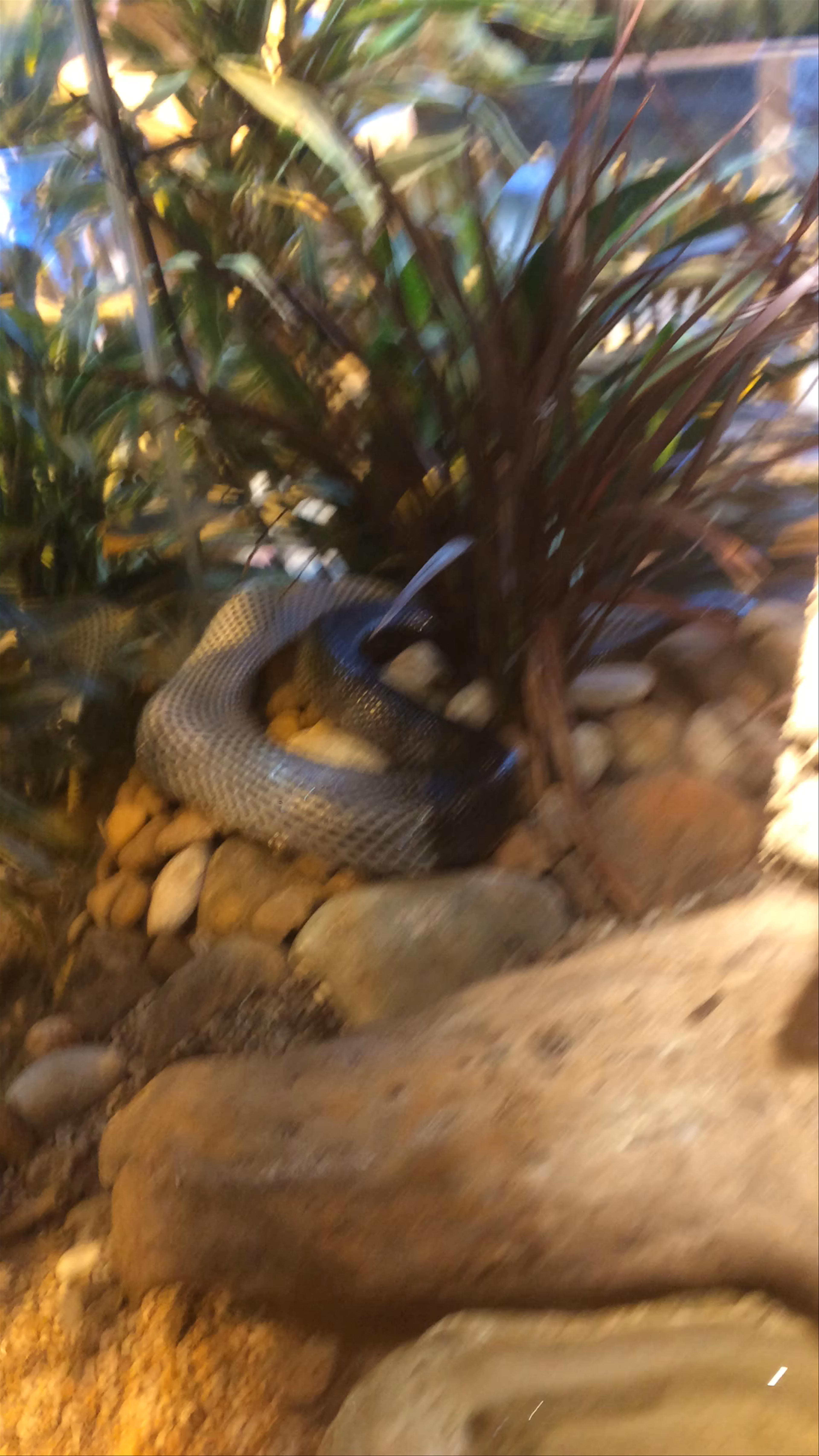 Two Oceans Aquarium: Fascinating Snake Exhibit in Cape Town