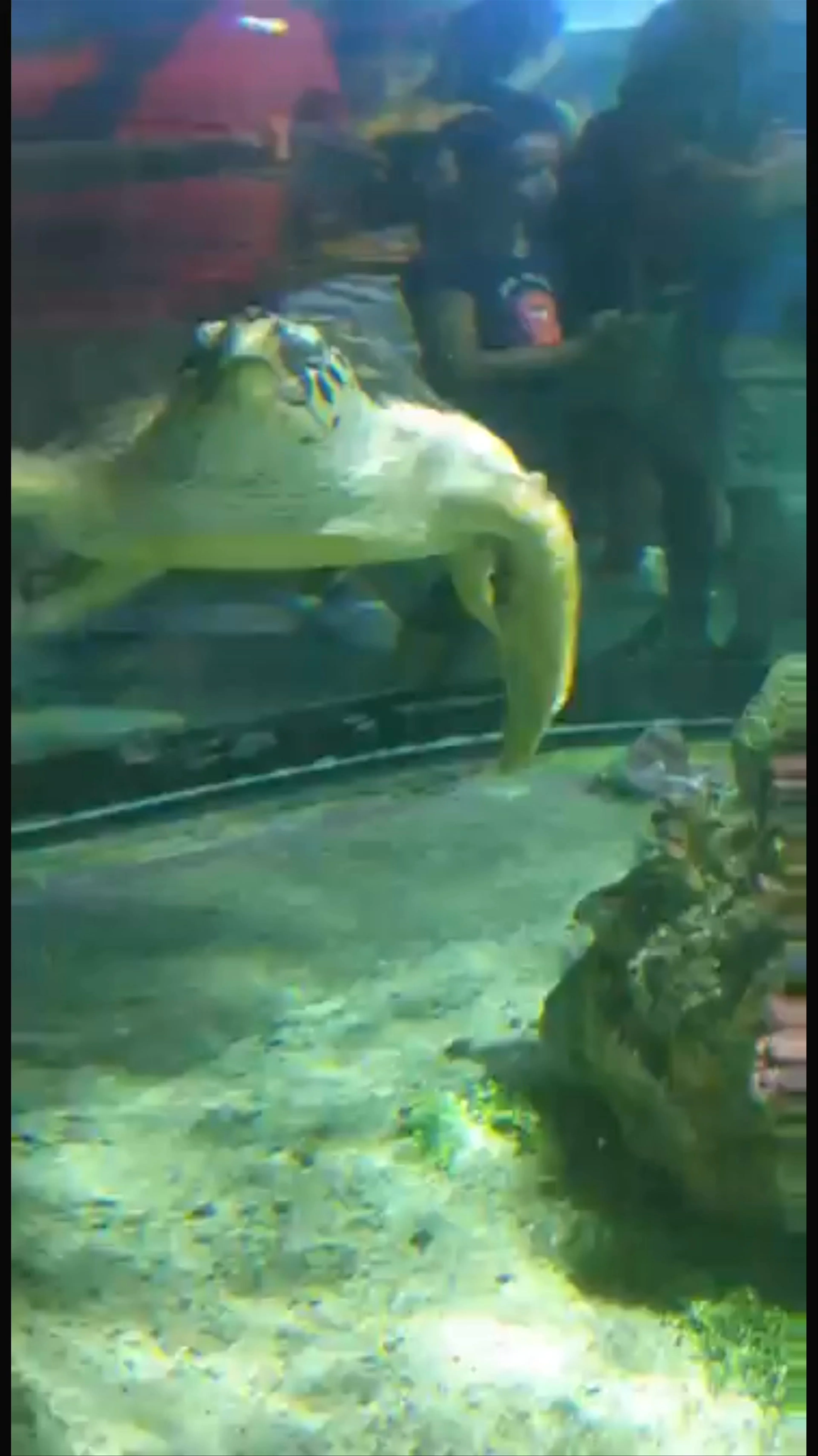 Aquarium of Genoa