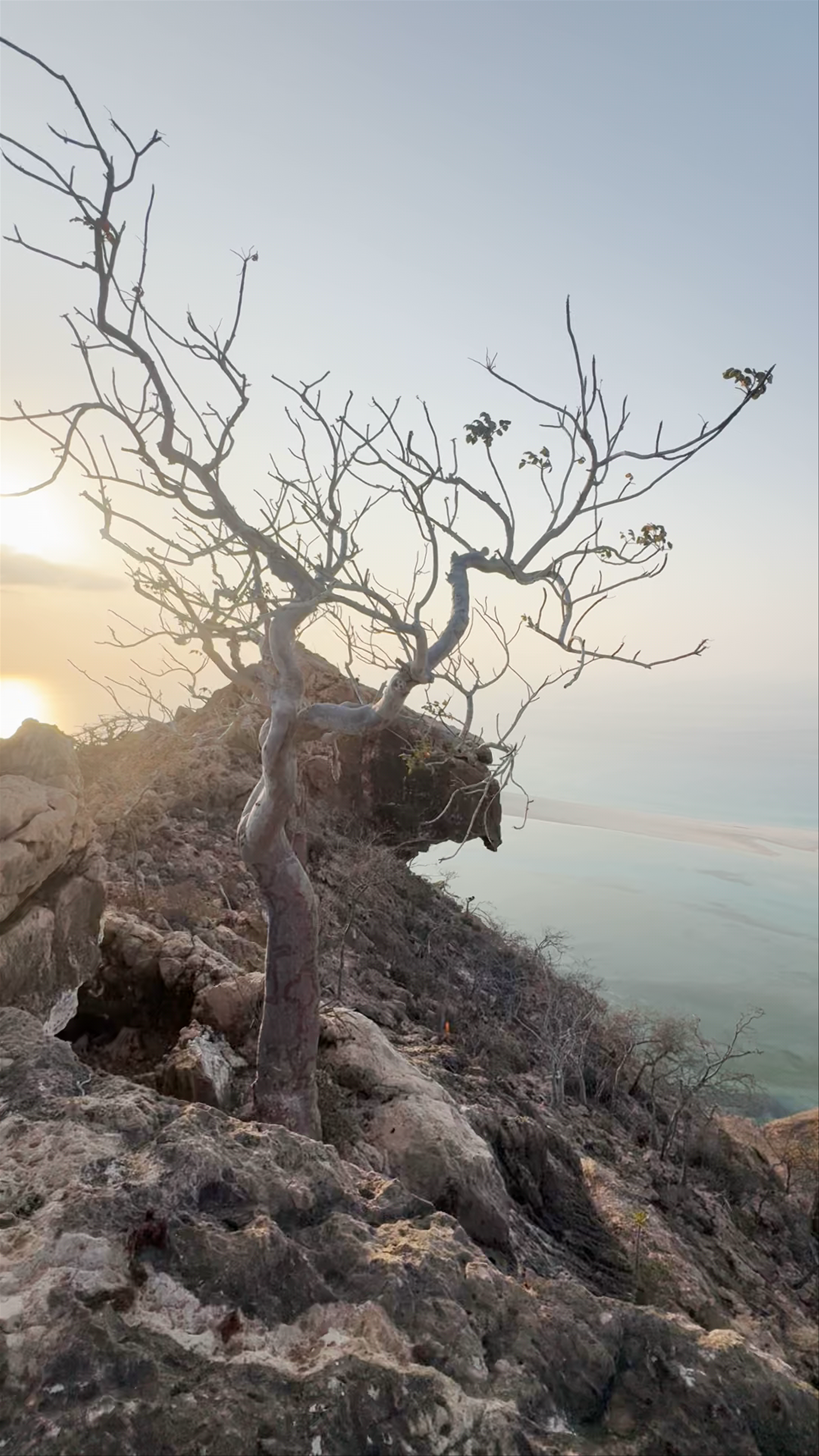 Sunset at the Unique Bottle Trees of Qalansiyah, Socotra