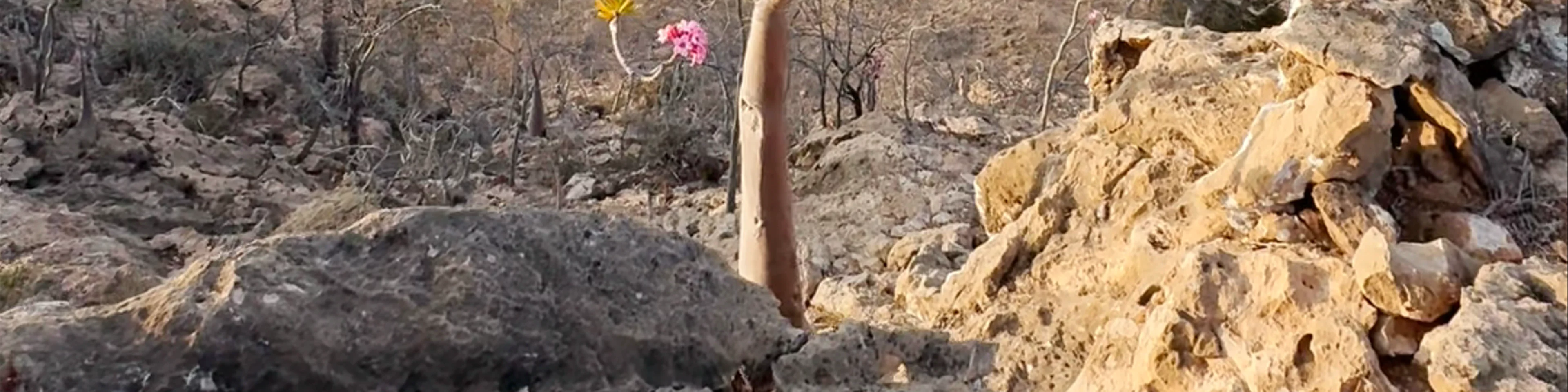 Bottle tree view