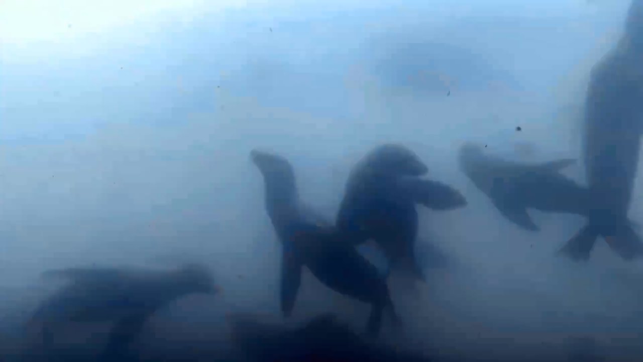 I Love Diving - Sea Lions - Scuba Diving Near Me