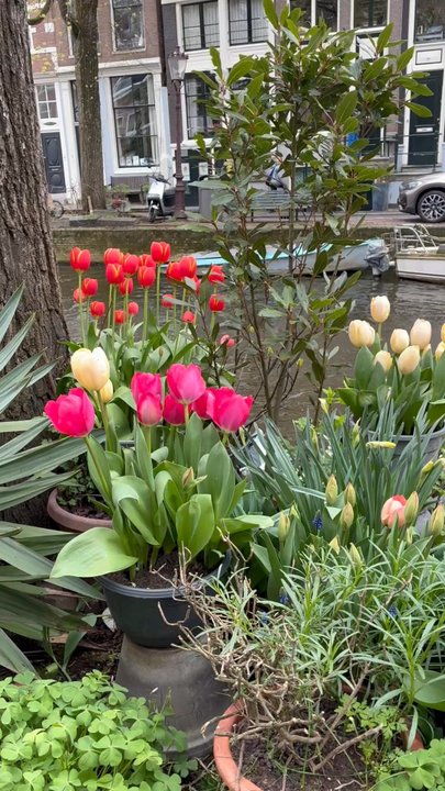 Amsterdam - Tulips everywhere in planters, love them! - Public Services & Government Near Me - Amsterdam, New Hampshire