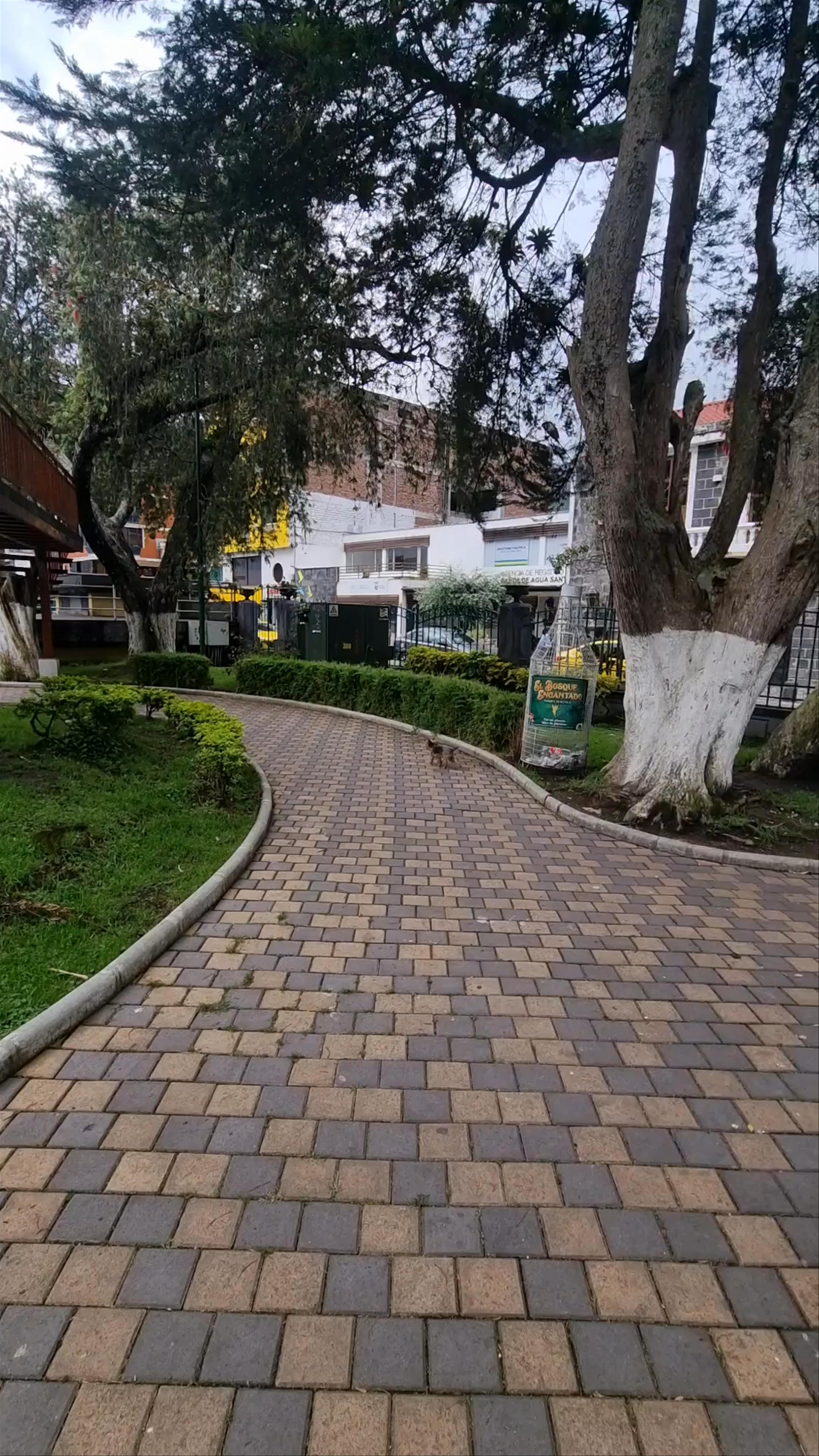 Palomino Flores (Parque Central)