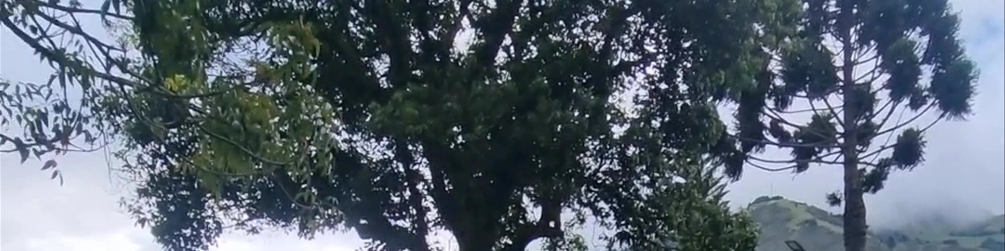 Palomino Flores (Parque Central)