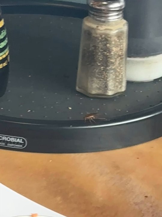 Pho Saigon - DISGUSTING ROACH - Vietnamese Near Me - Daytona Beach, Florida