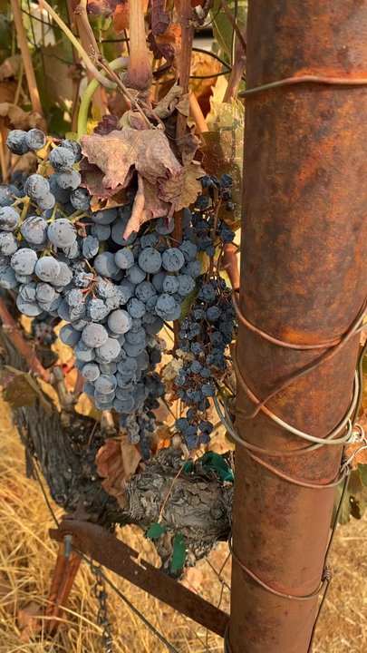 Lewis Grace Winery - Wine grapes everywhere! Love to see it - Wineries Near Me - Placerville, California