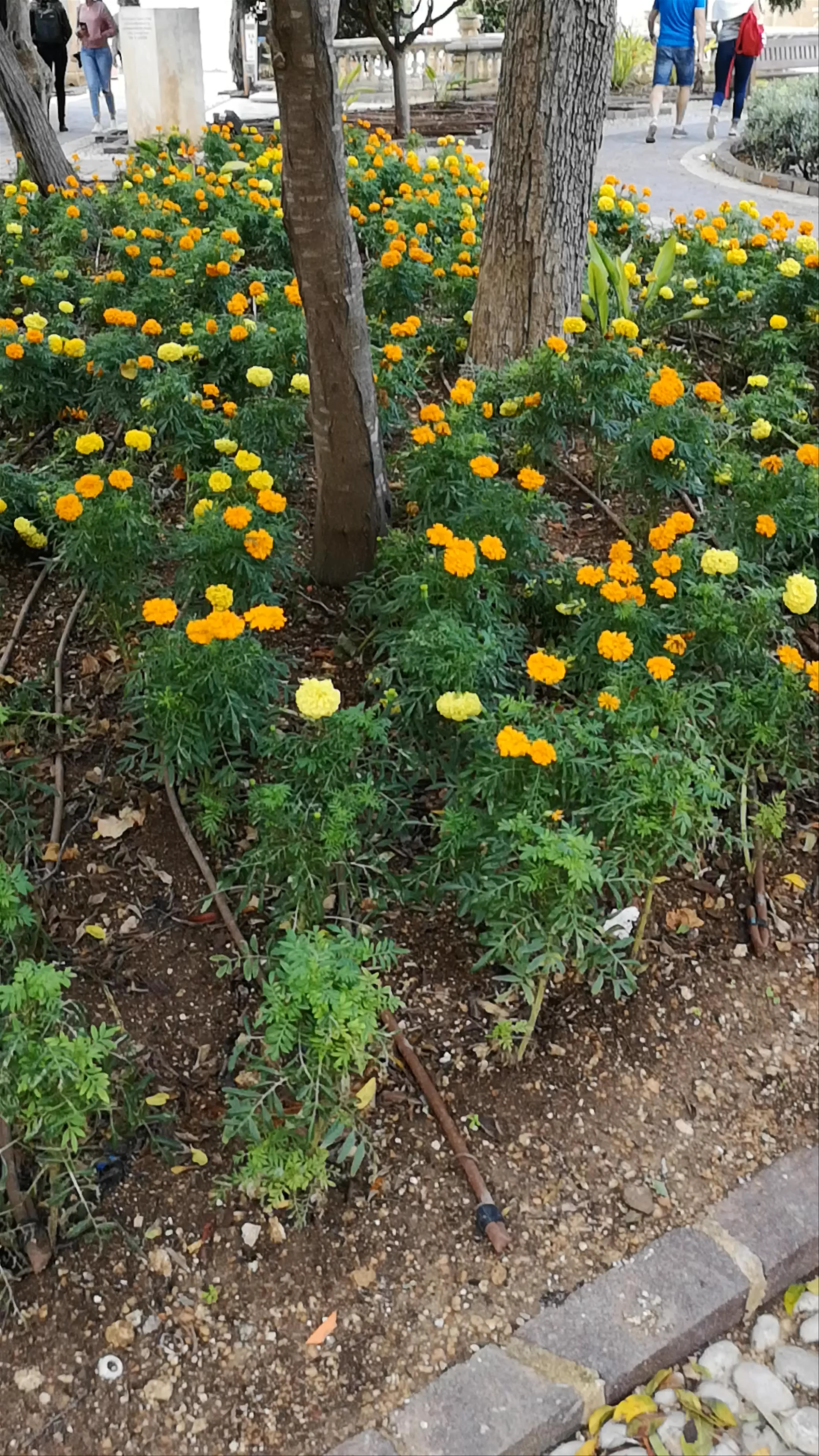 Upper Barrakka Gardens, Triq Sant' Orsla, Valletta, Malta