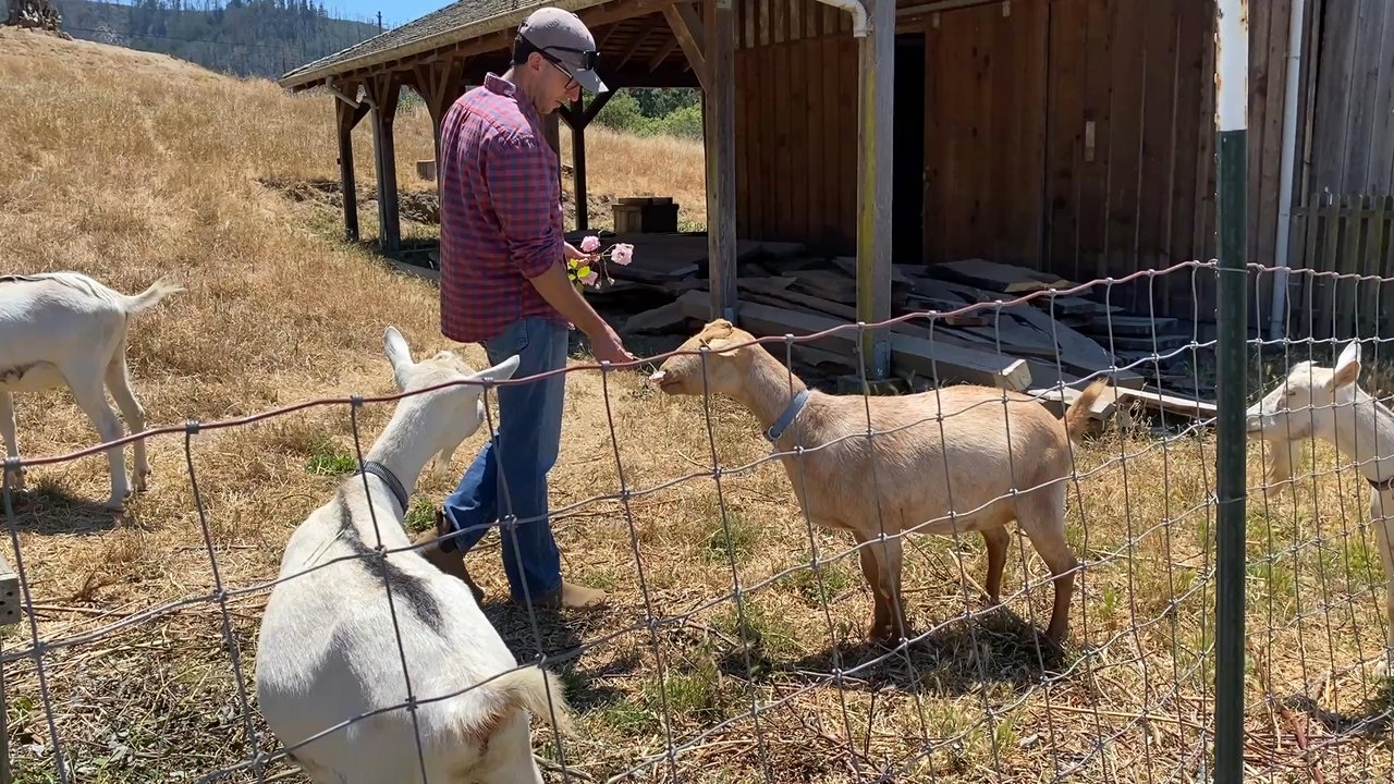 Pie Ranch - Goats eat roses! - Farmers Market Near Me - Pescadero, California