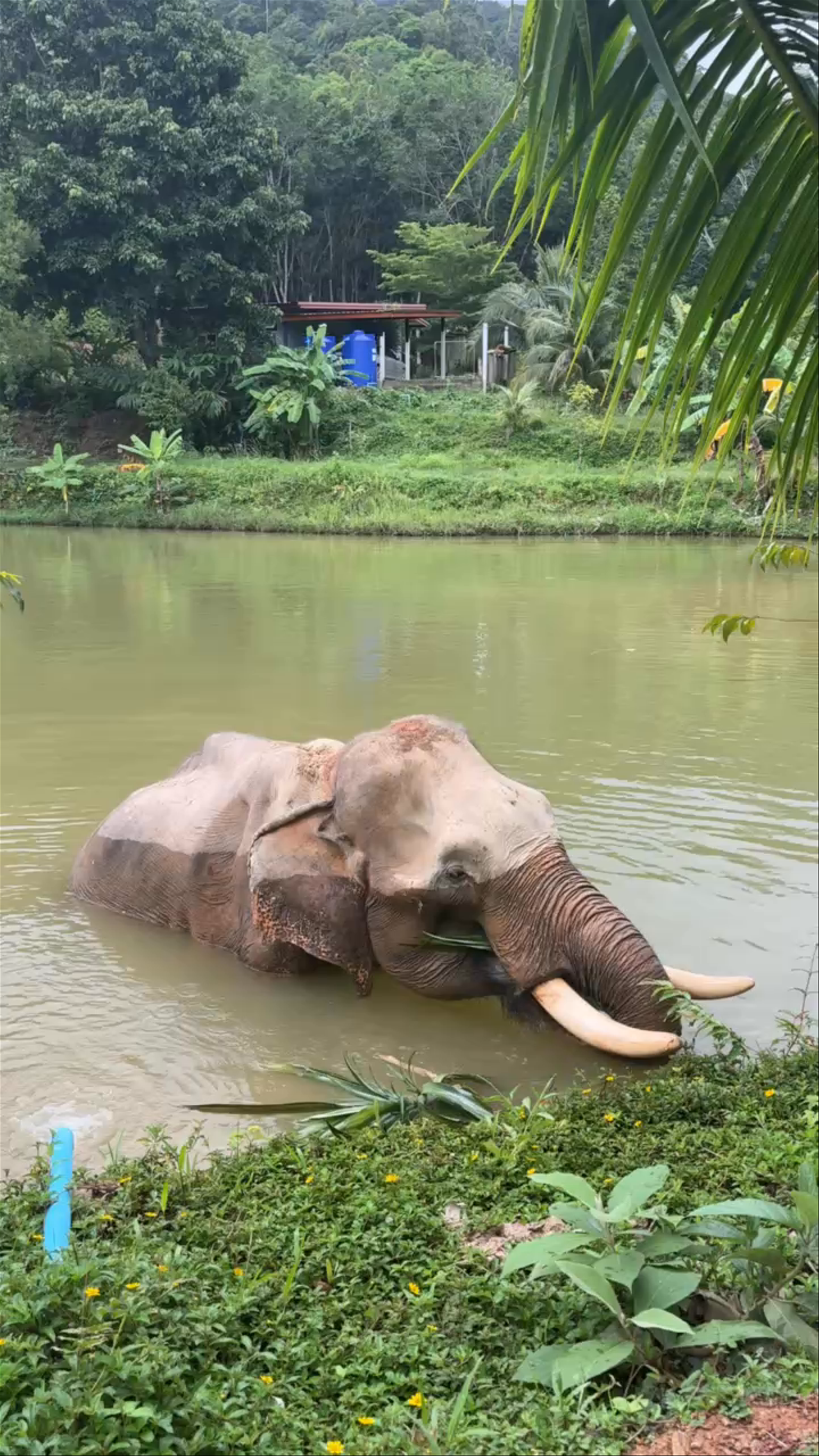 Following Giants Koh Lanta Ethical Elephant Sanctuary Experience