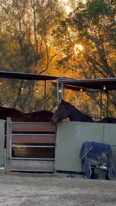 Orange County Riding Academy - Horseback Riding Near Me - Orange, California