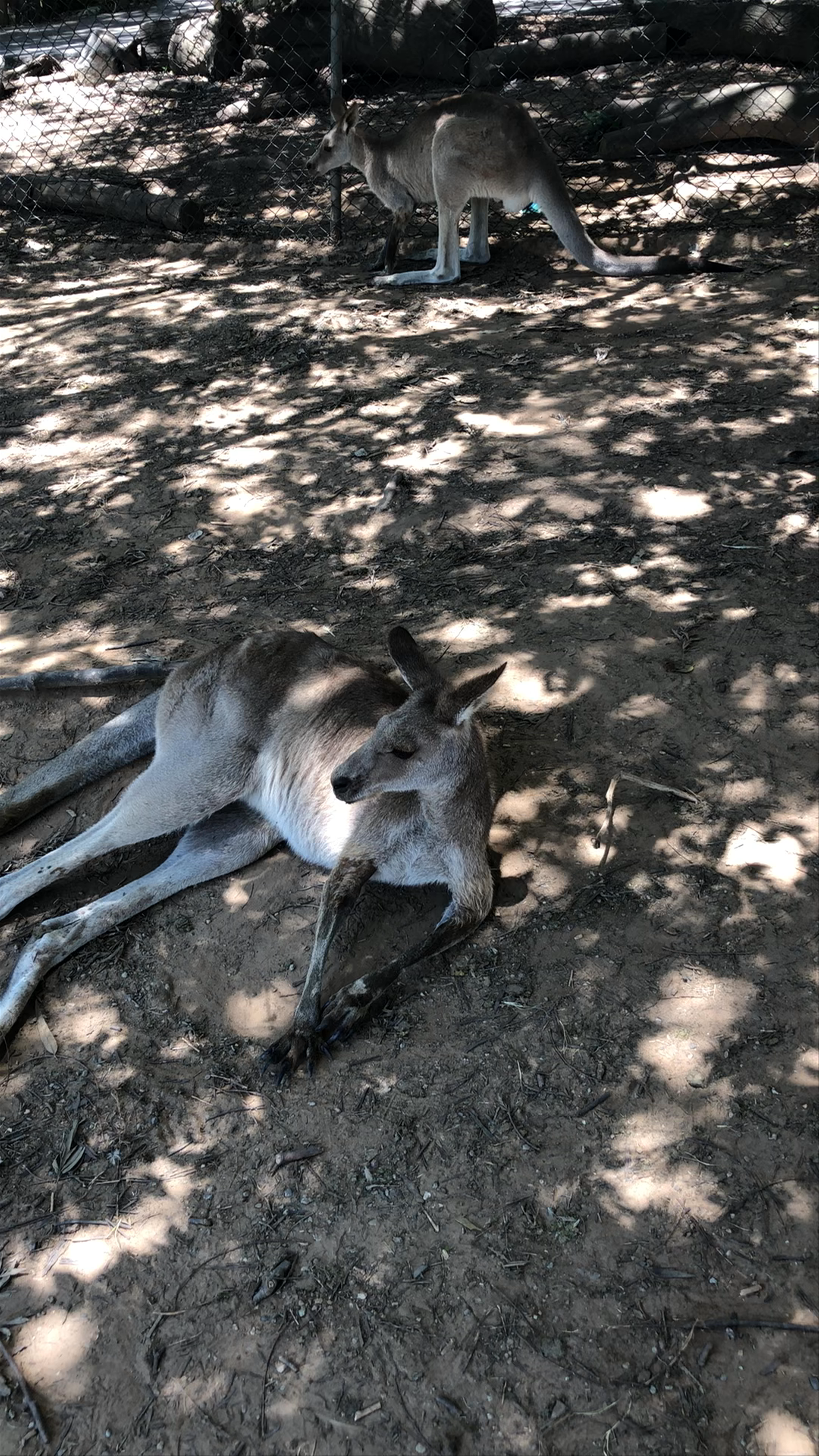 Lone Pine Koala Sanctuary: Relax with Australia's Iconic Kangaroos