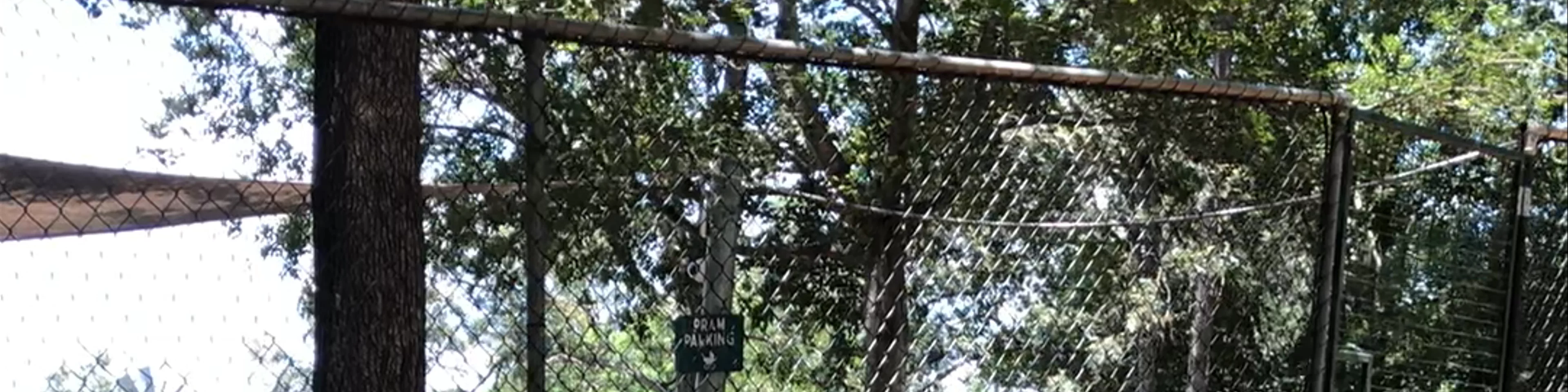 A mob of kangaroos 