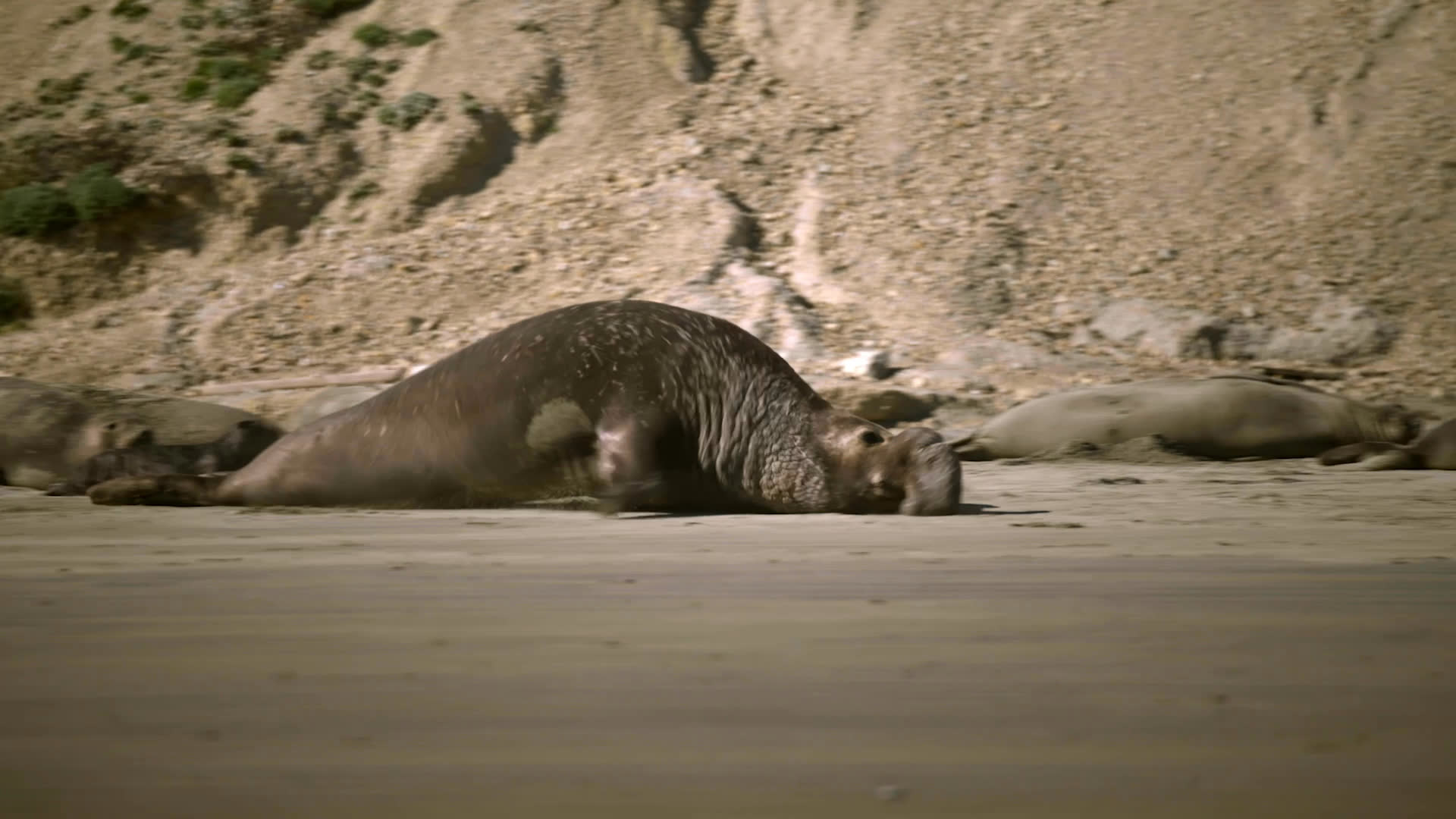 A field biologist watches from the sandy shore as two large seals approach and rear up in a tense confrontation. Nearby researchers move clear as the animals begin to fight.