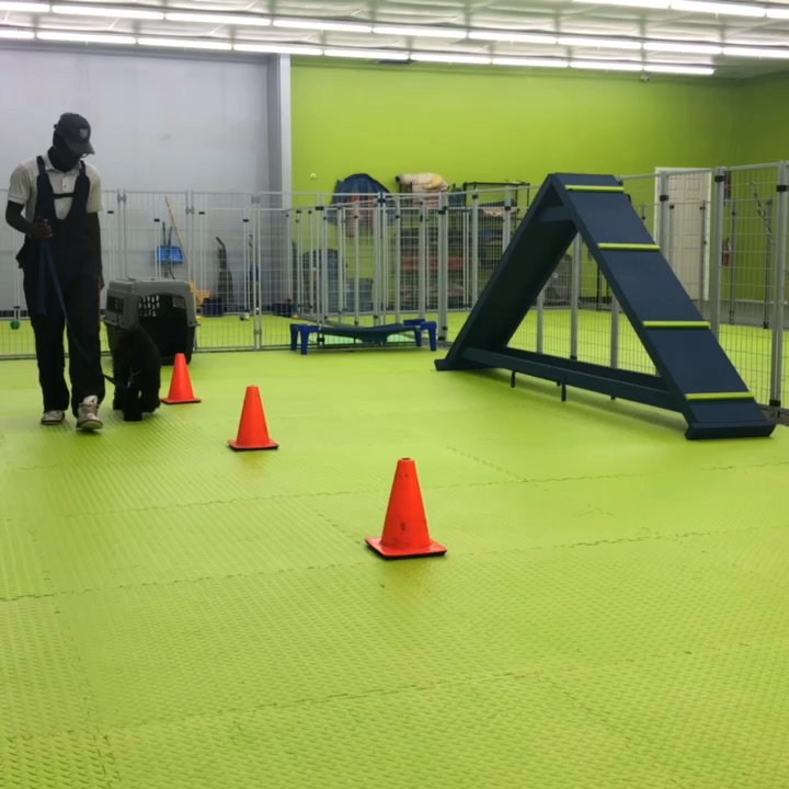 Leadjy Denis - Down stay - Pet Training Near Me