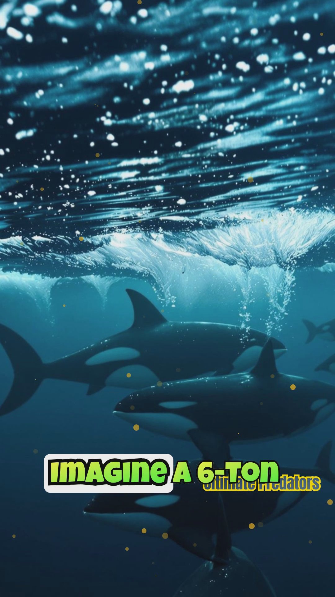 Orca vs. Elephant Seal: Clash of Ocean Giants