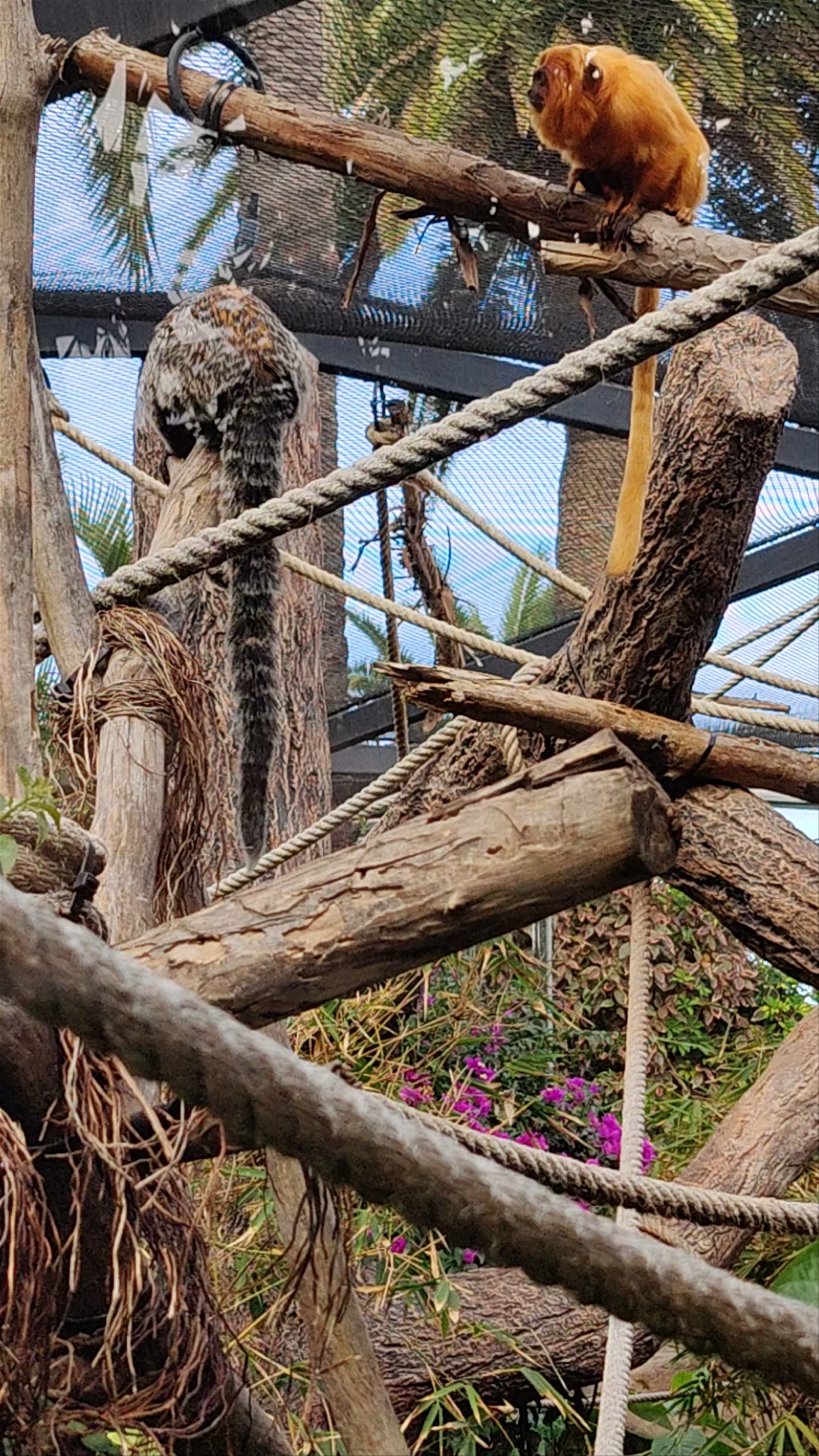 Loro Parque