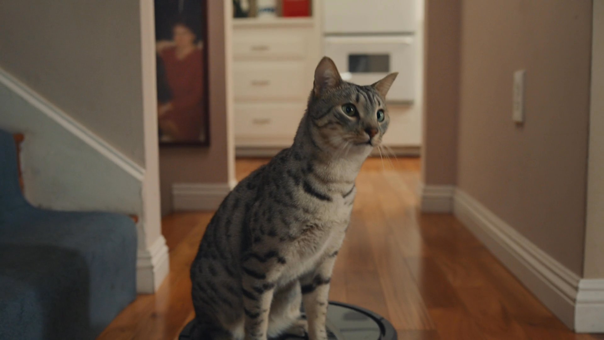 GoDaddy “Good Morning Roomba Cats”