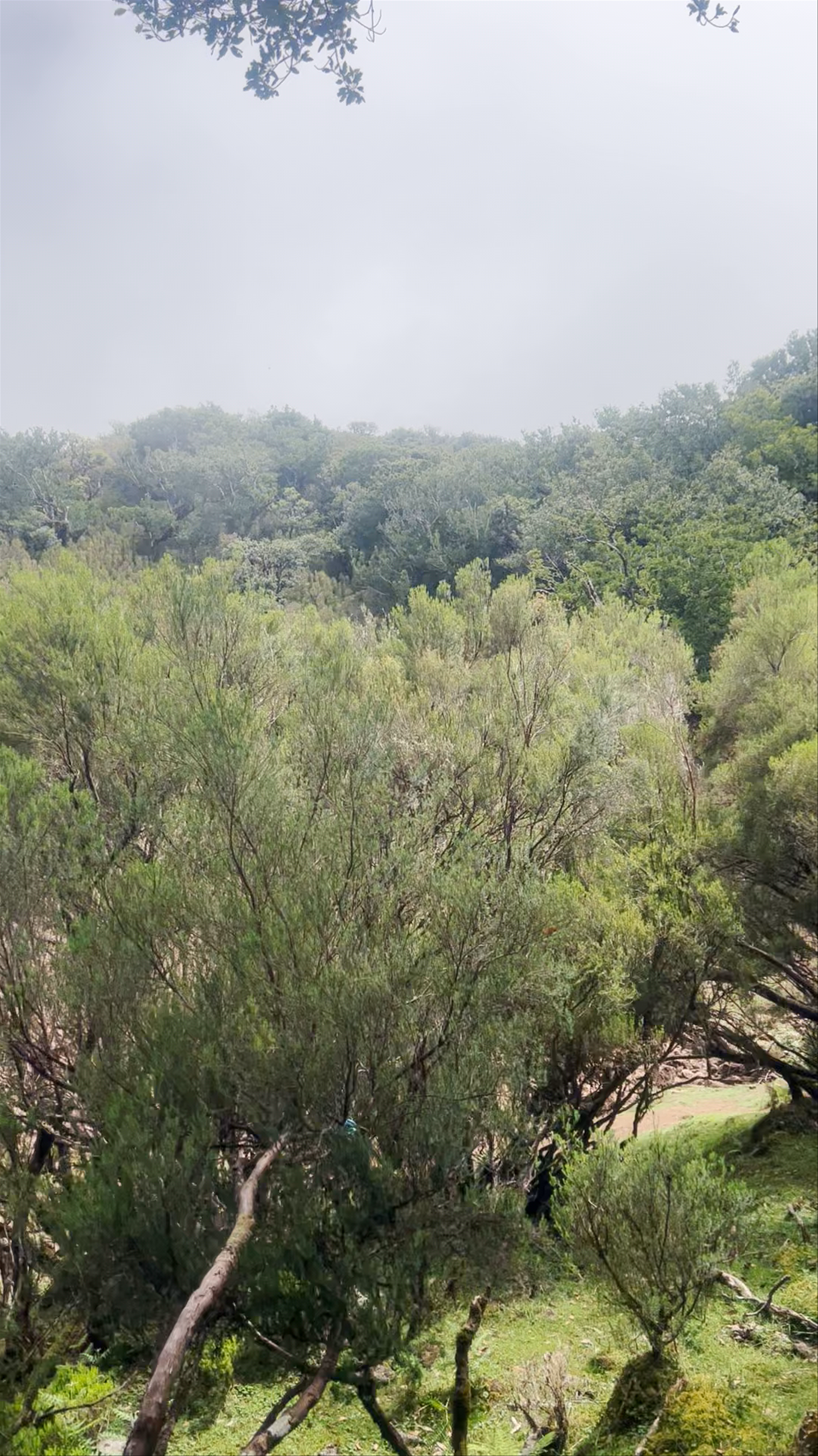 Lagoa de Fanal