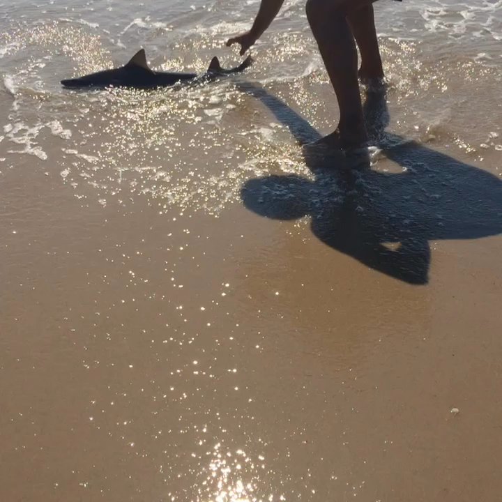 Flying Point Beach - Trying to save a shark that kept beaching itself. - Beaches Near Me - Water Mill, New York