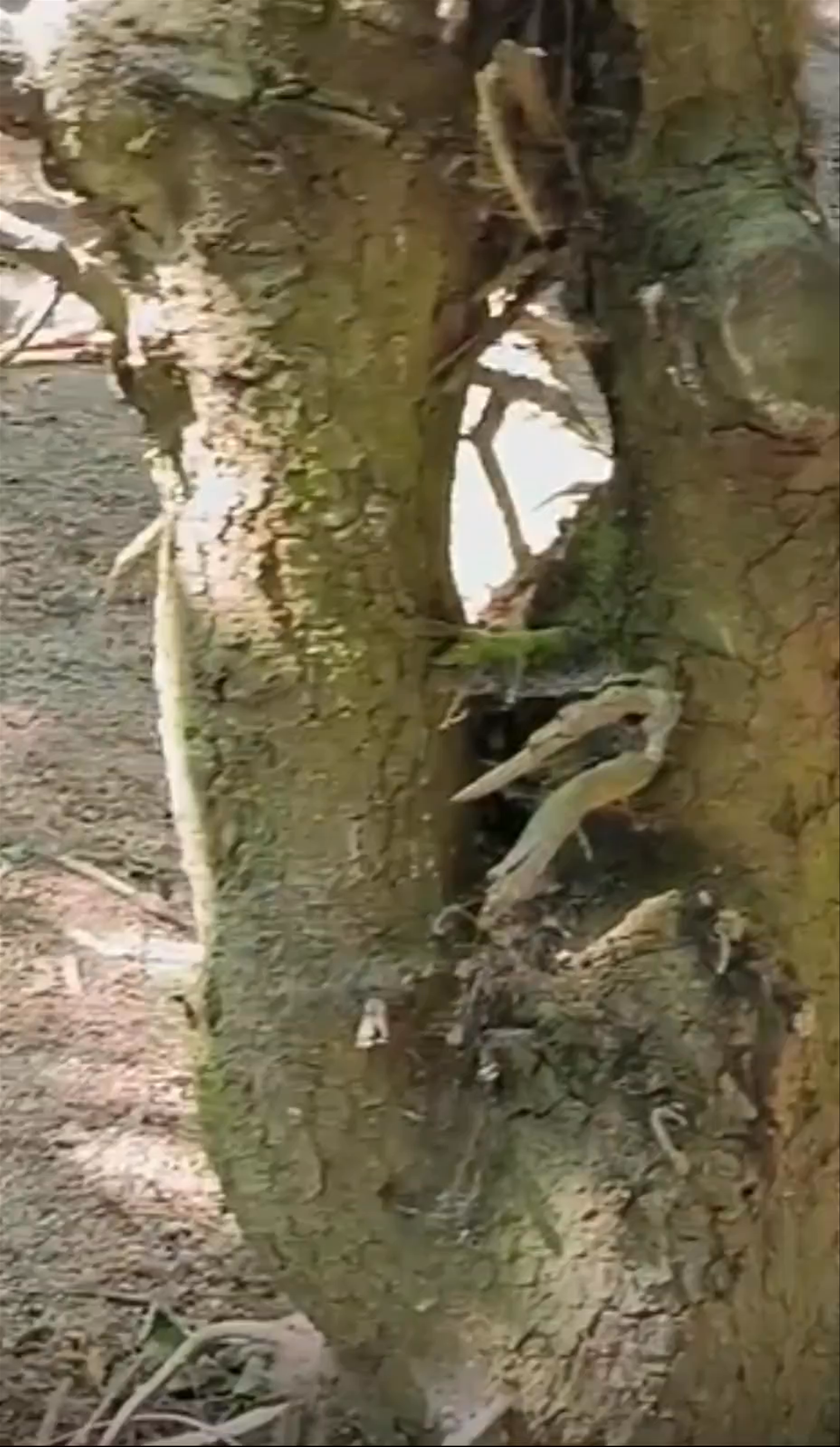 La Montagne des Singes