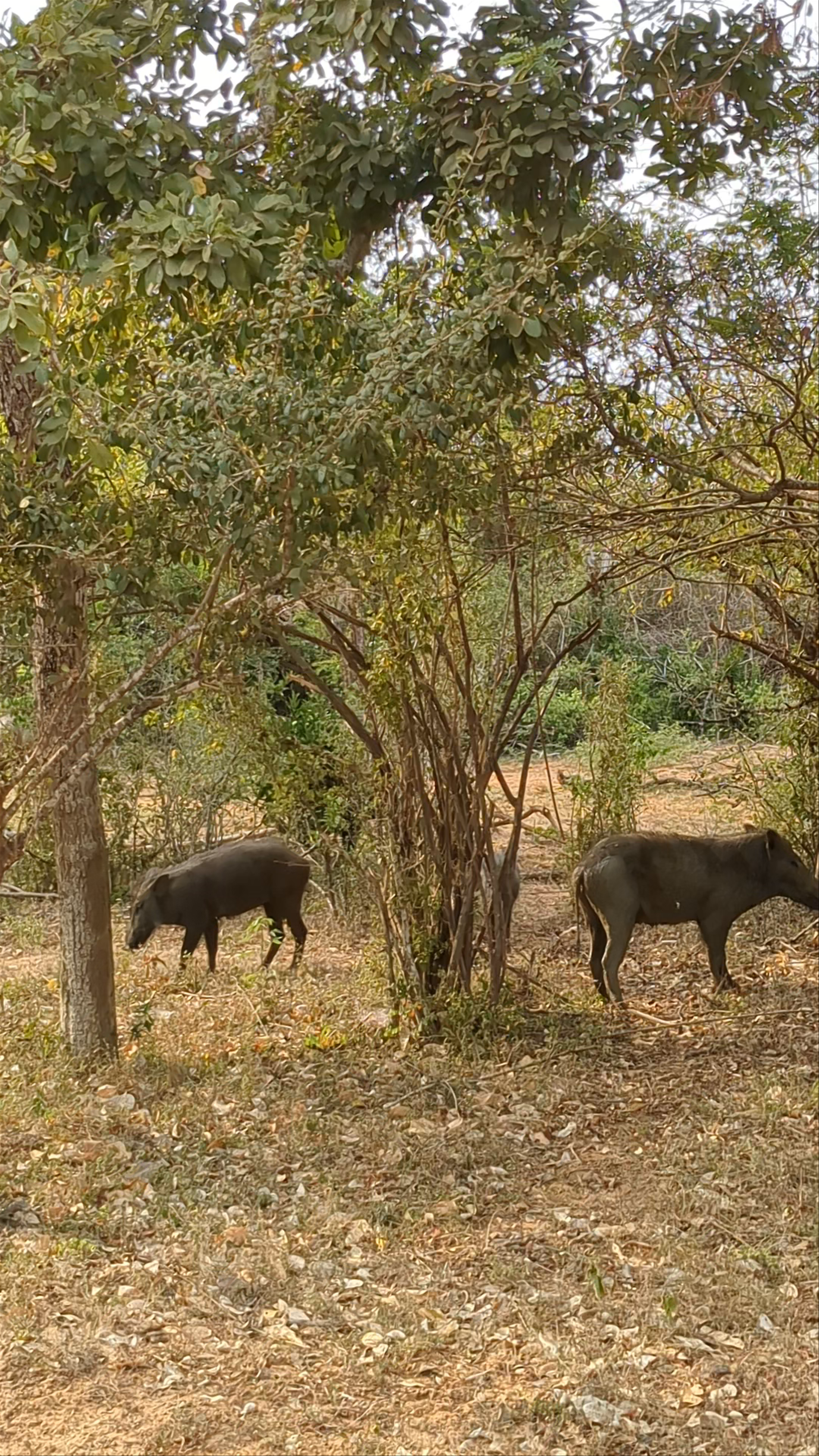 Yala National Park Sri Lanka