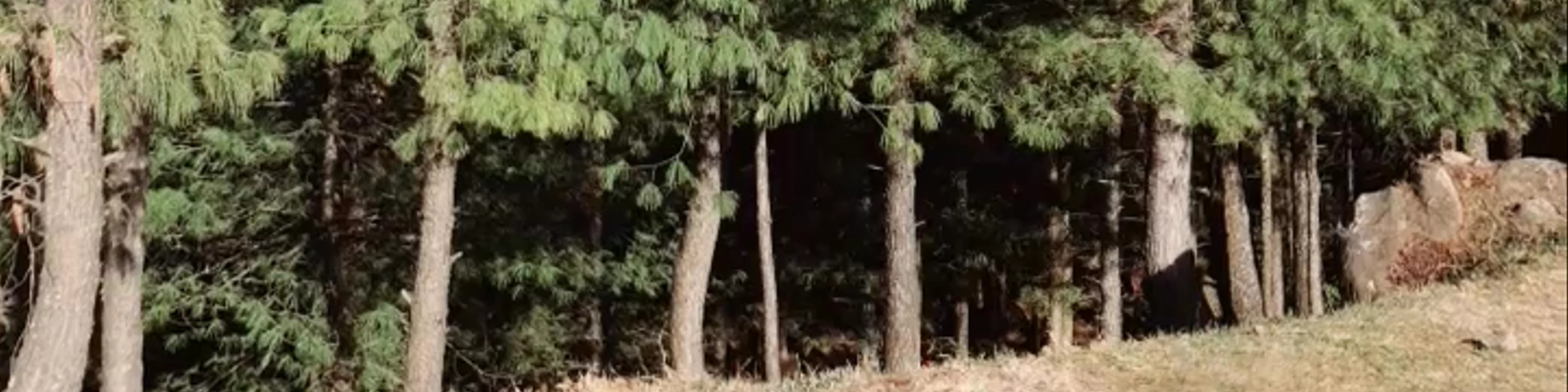 Rangla Gali