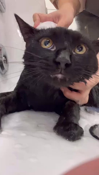 Catstle - Pet Boarding Near Me - Chicago, Illinois