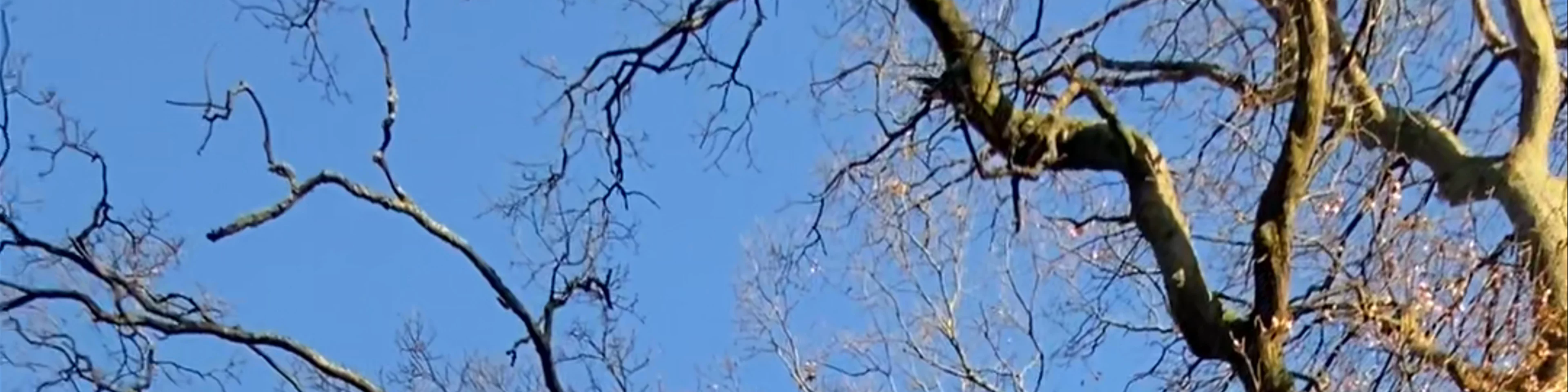 Pollok Country Park
