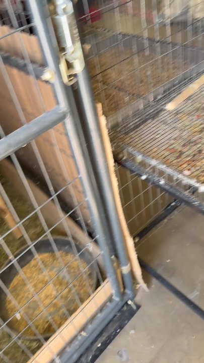 High desert pet shop - Cramped animals in a small cage. - Pet Stores Near Me - Hesperia, California
