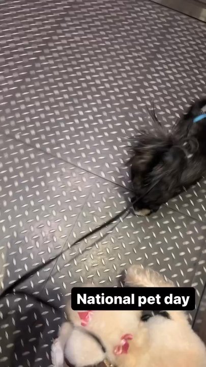 Joyce's Grooming Studio - Pet Groomers Near Me - Burbank, California
