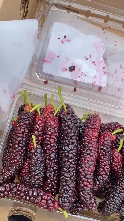 Very Mulberry - Pick Your Own Farms Near Me - Brentwood, California