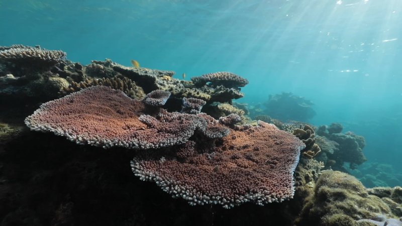 Coral Reef in North Efate, Vanuatu poster