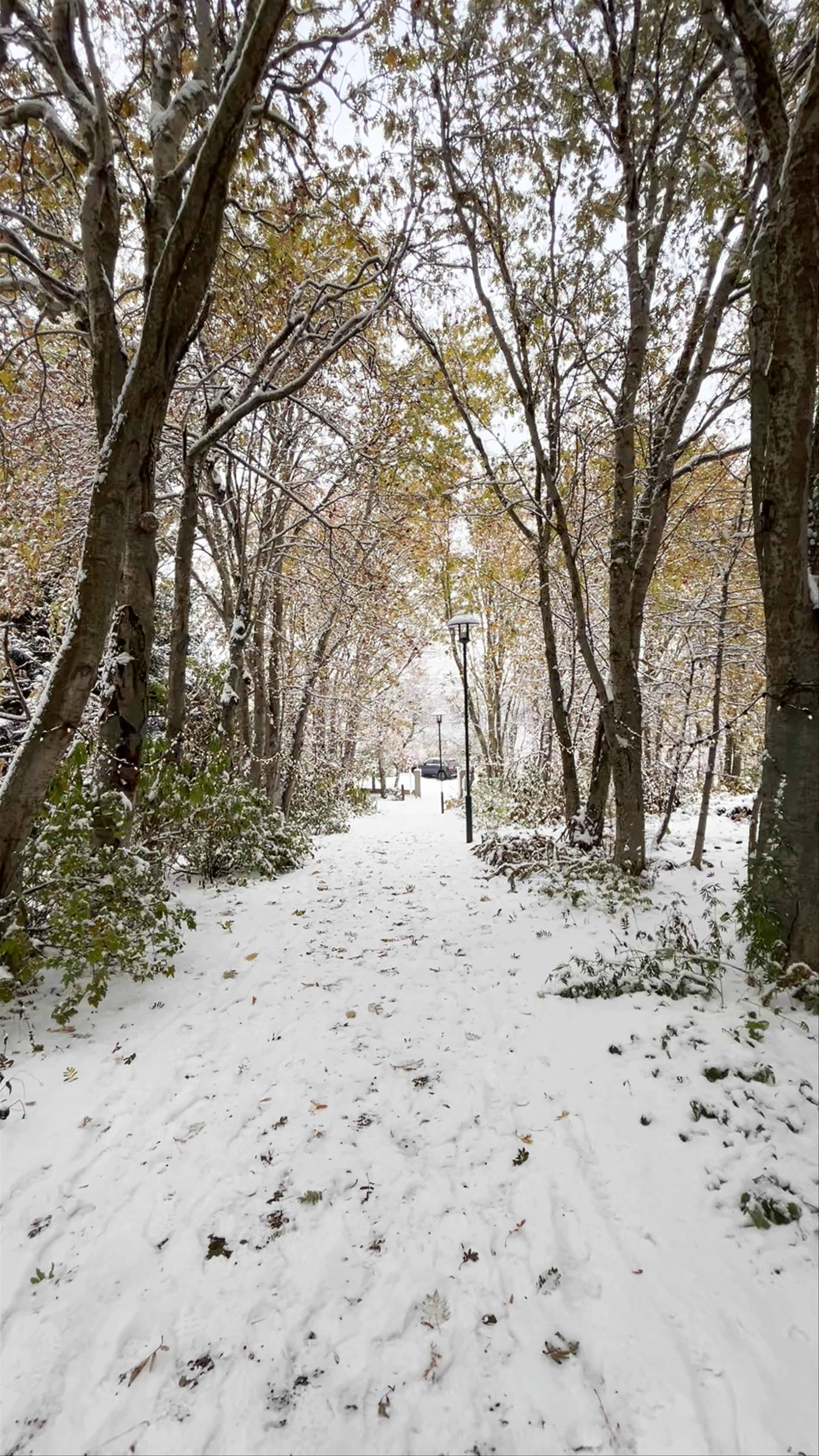 Winter Wonderland at Akureyri Botanical Garden, Iceland