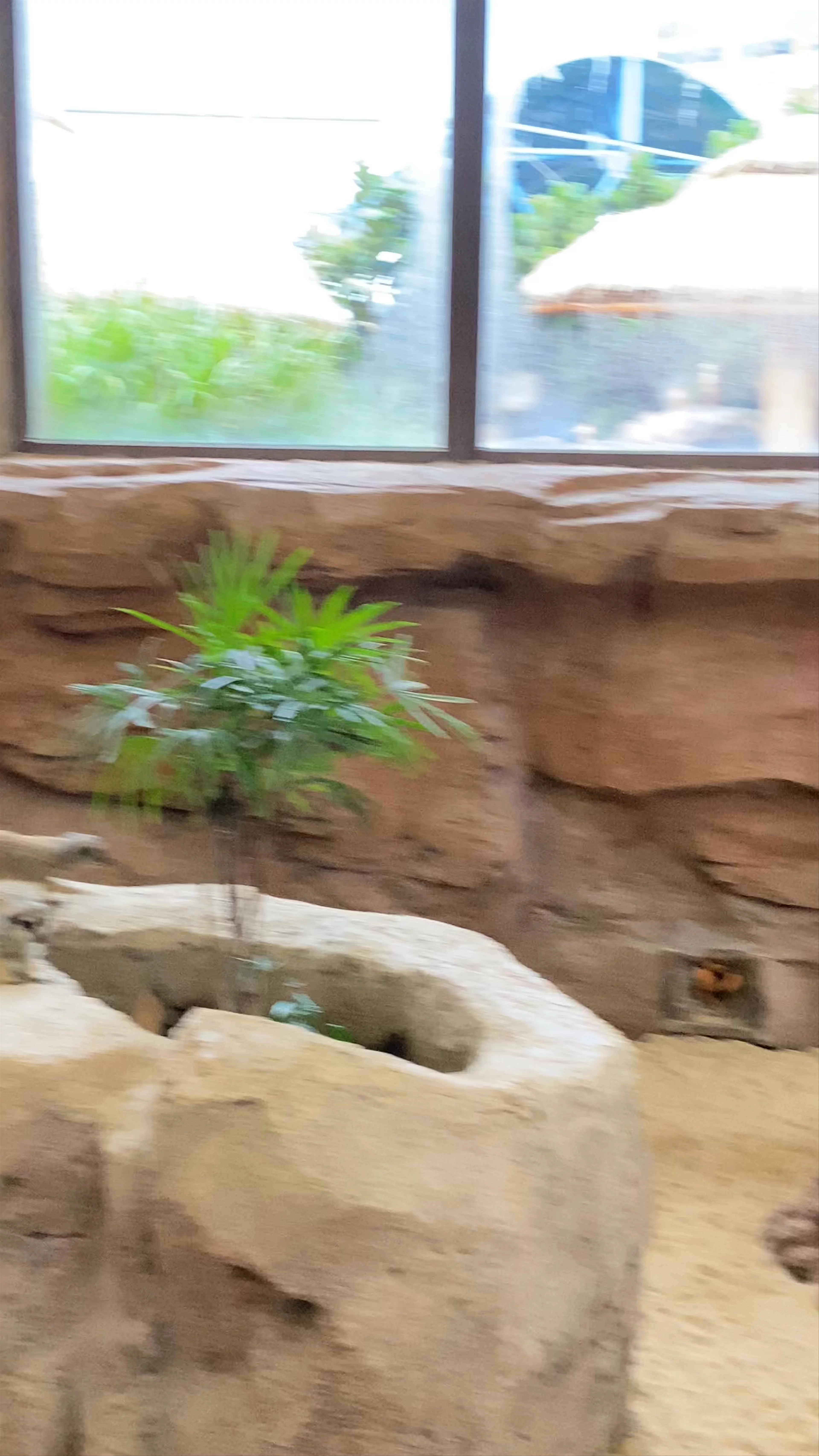 Little Meerkat & Giant Tortoise Adventure