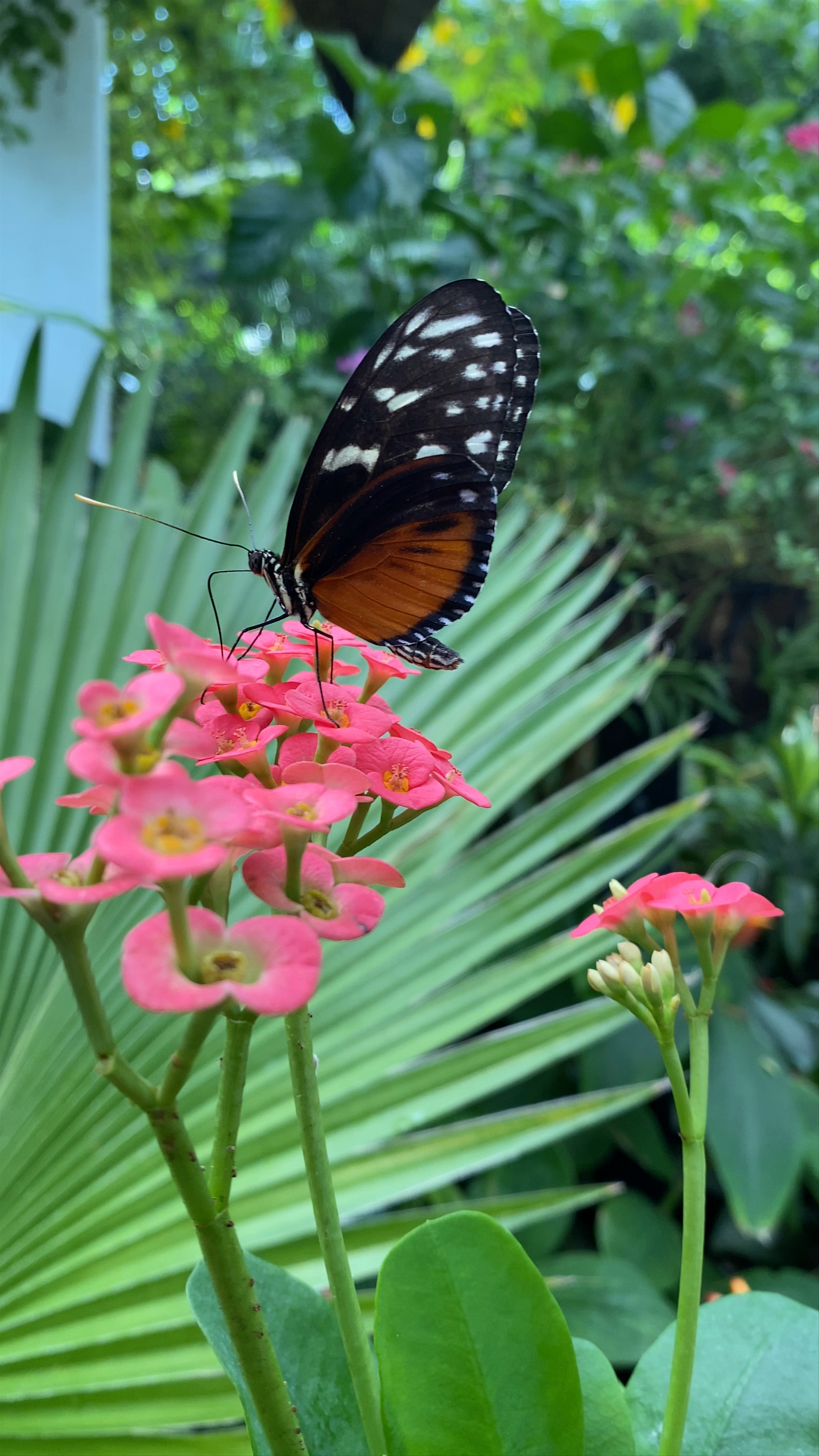 The Key West Butterfly and Nature Conservatory