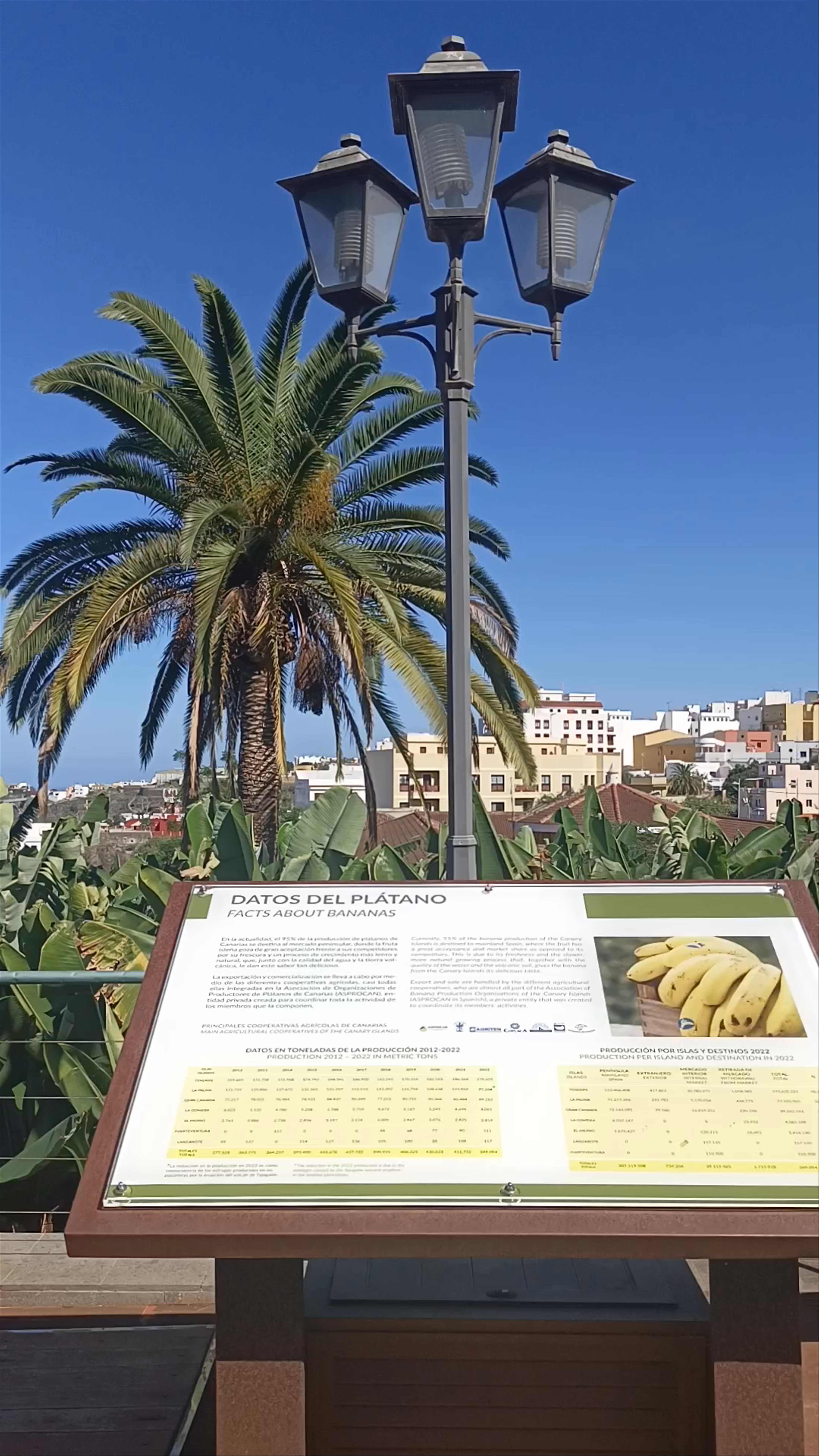 Casa del Plátano: Discovering the Banana Plantations of Icod de los Vinos
