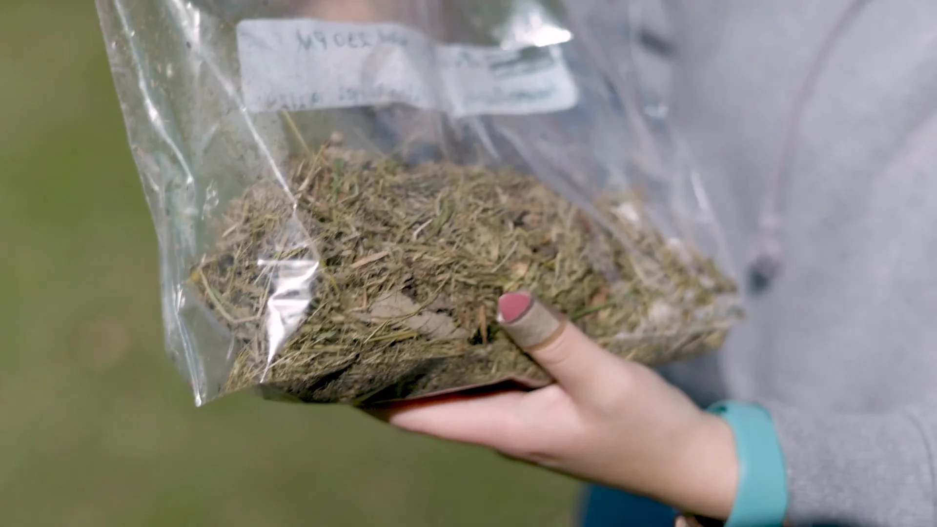 Discover the Secrets of Sweet Netting: Unveiling Kentucky's Hidden Insects!