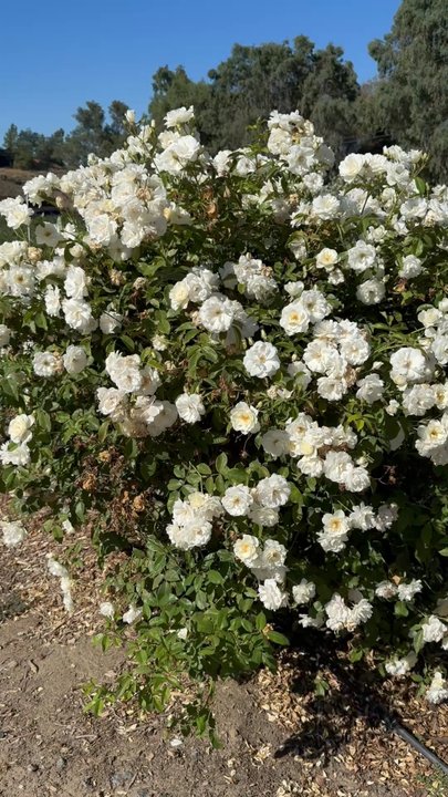 Temecula Berry - Blueberries - Farms Near Me - Temecula, California