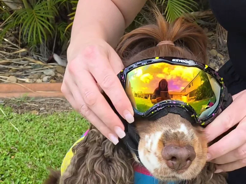 EzyDog x Pit Viper | UGC Unboxing + Action Demo