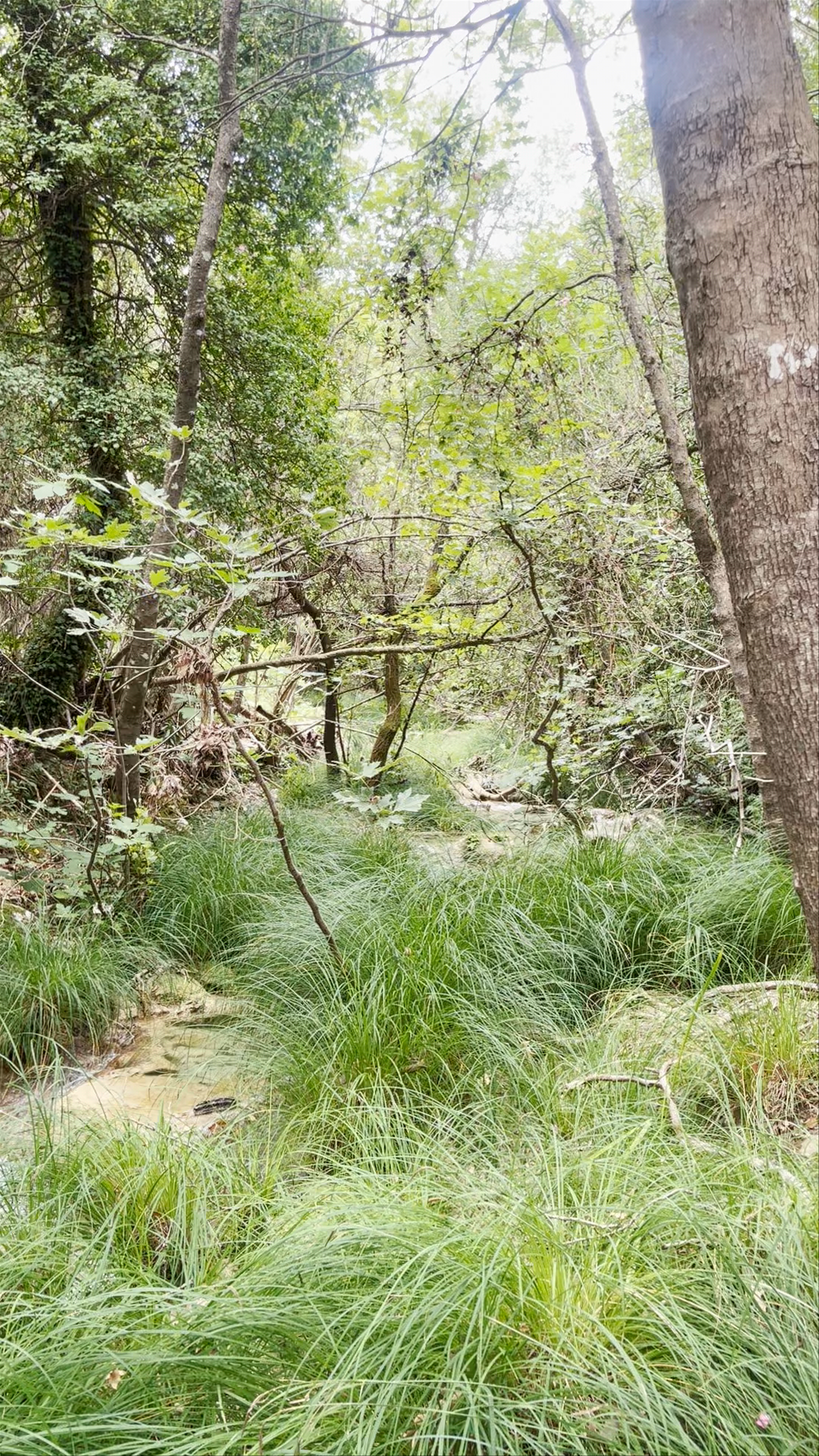 Polylimnio Waterfalls