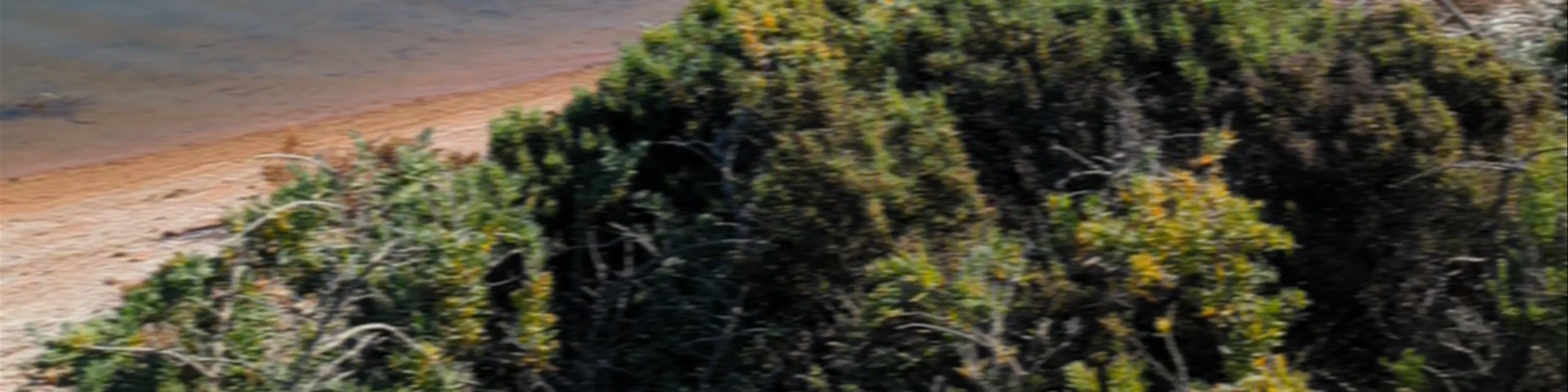 Whyalla Wetlands