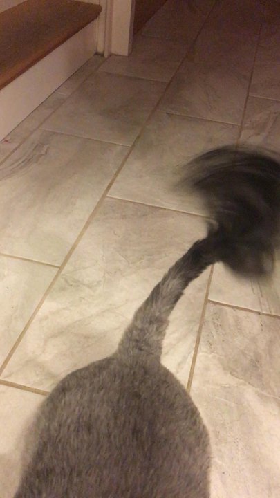 Cutie Paws Grooming - LOOK AT MY DOG's TAIL. THE LAYERS ARE BEAUTIFUL. - Pet Groomers Near Me - Riverside, California