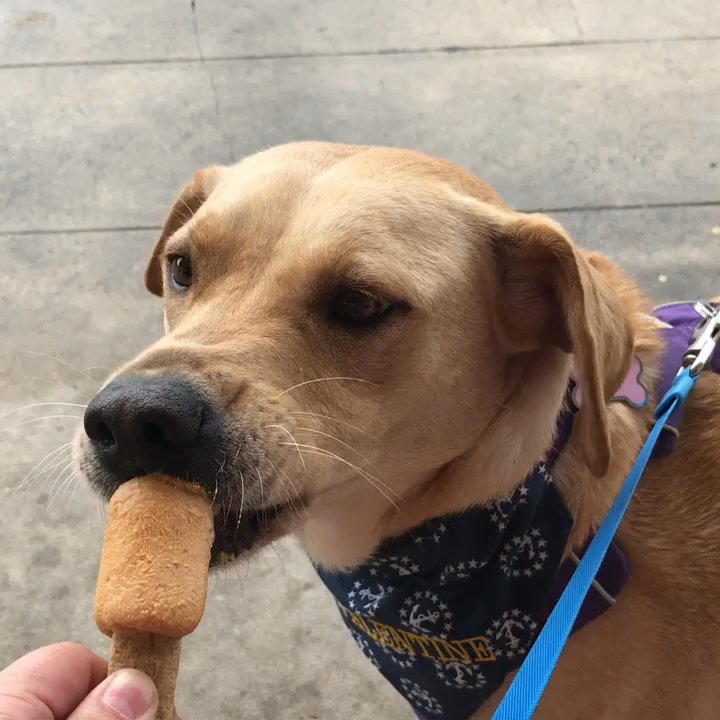Kelly's Homemade Ice Cream - Valentine enjoying her Pupsicle she loved every last drop of it - Ice Cream & Frozen Yogurt Near Me - Orlando, Florida