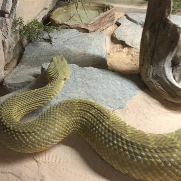 Reptile Lagoon - Cobra - Zoos Near Me - Hamer, South Carolina